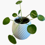 Spiral flower pot