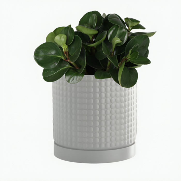 Beautiful plant pot