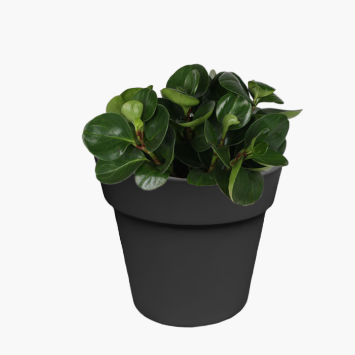 Regular plant pot