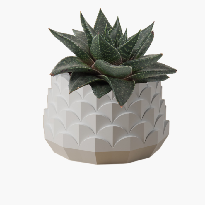 Pot for succulents