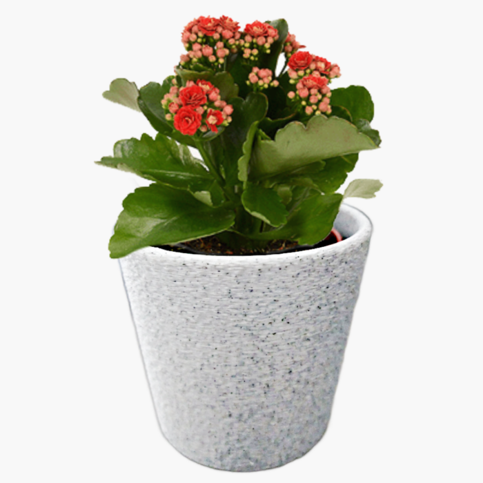 Vaso de plantas com estilo